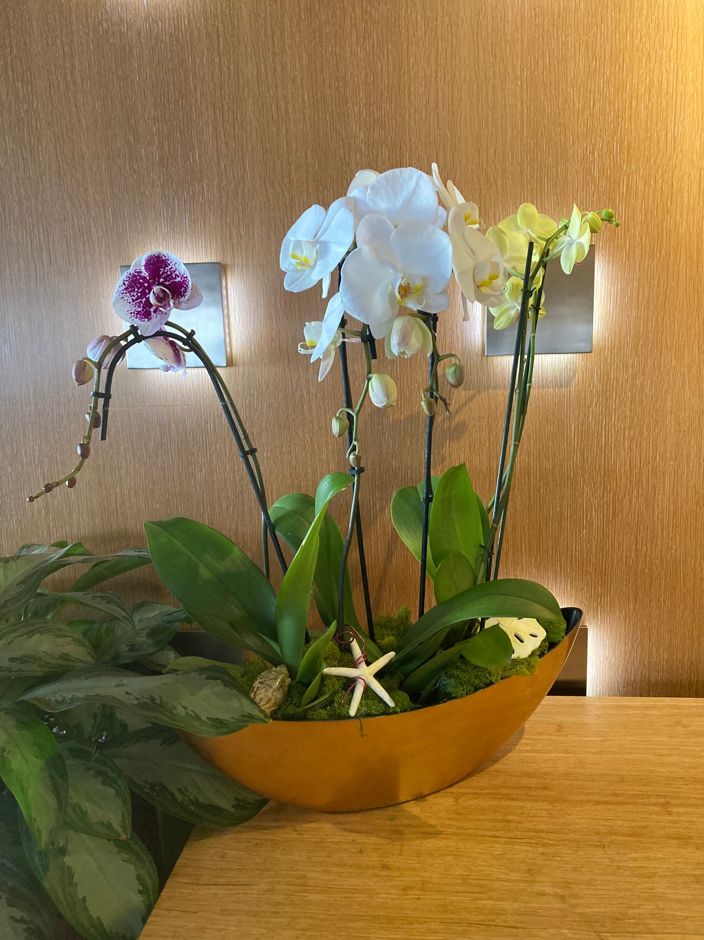Orchid Plants - Single starting @