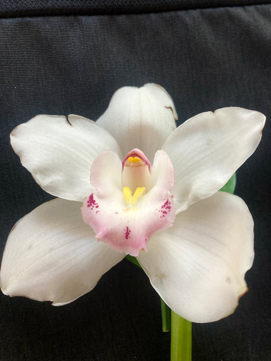 Boutonnière, corsage or wrist corsage