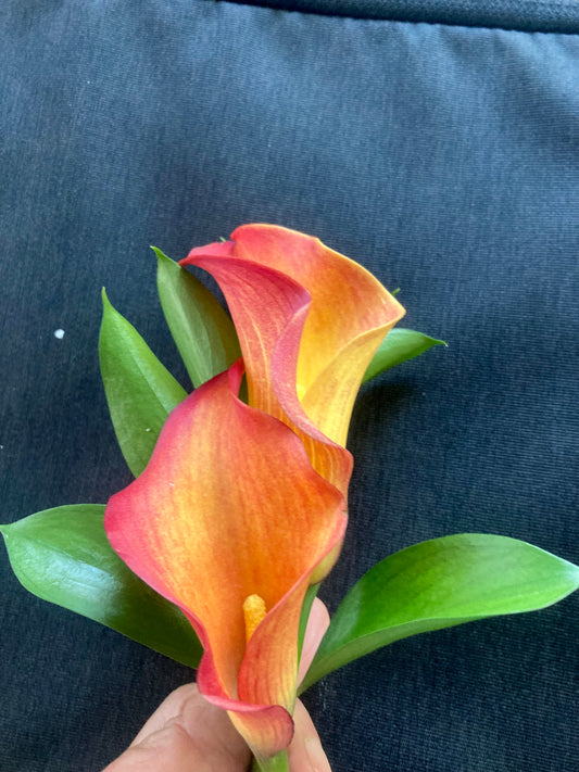 Boutonnière dual calla lillies